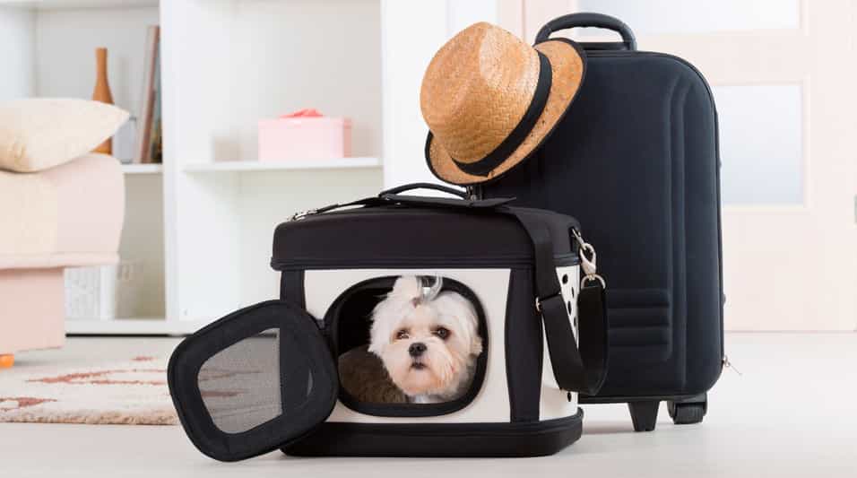 Подорожі з тваринами: що необхідно знати?